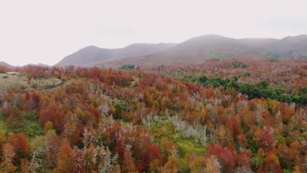 Patagonia Landscape Aerial View Red Forest Autumn Early Morning Mist — Stock Video