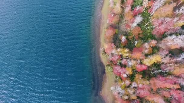 Blick Aus Der Luft Auf Wald Und See Herbst Schöne — Stockvideo