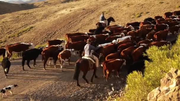 畜牧业 在巴塔哥尼亚的日落时分 看到两个骑着马 赶着一群奶牛和小牛犊穿过高山和沙漠的白种人 — 图库视频影像