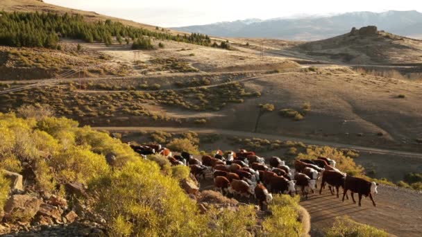 牛産業 馬に乗って2つのガウチョのビュー 牛や子牛のグループを開催 パタゴニアの日没時に山や砂漠の間で — ストック動画