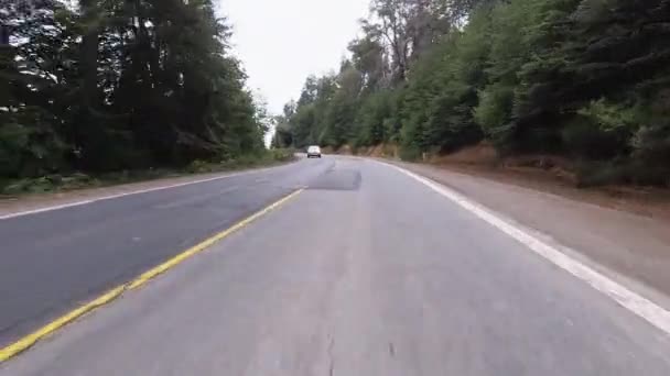 Kørsel Langs Asfaltruten Gennem Skoven – Stock-video