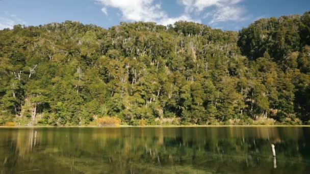Lago Sereno Vista Panorámica Del Follaje Verde Del Bosque Superficie — Vídeo de stock