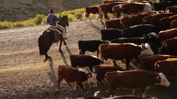 View Two Gauchos Riding Horses Herding Group Cows Calves Mountains — Stock Video