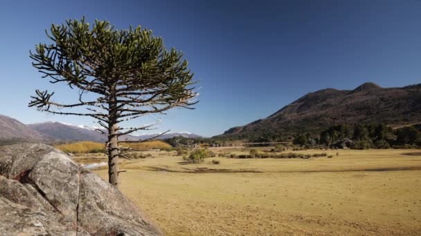 아라우 Araucaria Araucana 절벽에서 자라는 나무로 도알려져 황금빛 노란색 — 비디오