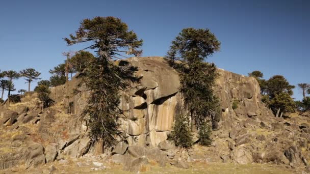 Giant Araucarias Araucana Φυτρώνουν Στους Βραχώδεις Βράχους Στην Παταγονία Της — Αρχείο Βίντεο