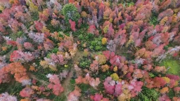 Jesienne Kolory Drzewach Leśnych Lotu Ptaka Widać Las Jesienią Piękna — Wideo stockowe