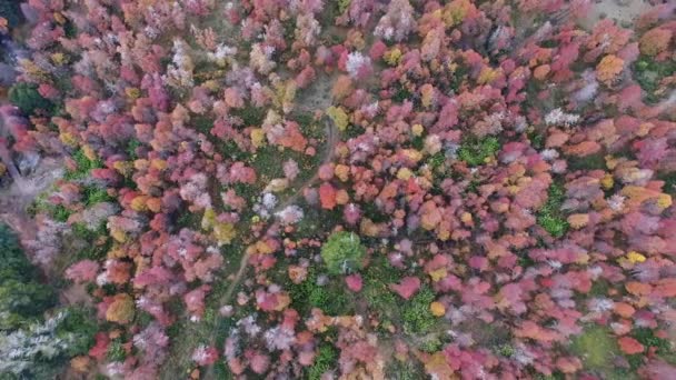 Φθινοπωρινά Χρώματα Στα Δέντρα Αεροφωτογραφία Του Δάσους Κατά Διάρκεια Του — Αρχείο Βίντεο