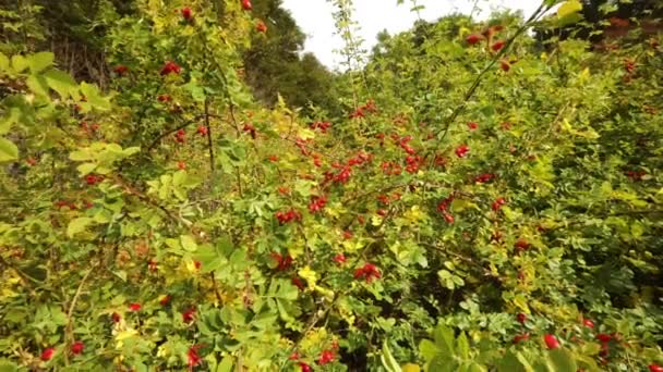 Botanique Vue Rapprochée Rosa Rubiginosa Également Connue Sous Nom Rosa — Video