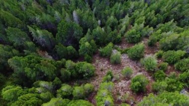 Dağlardaki çam ağaçlarının hava manzarası. Güzel yeşil renk ve yeşillik dokusu.