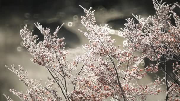 Зимовий Пейзаж Вид Крупним Планом Червоного Листя Нотхофагуса Покритого Морозом — стокове відео