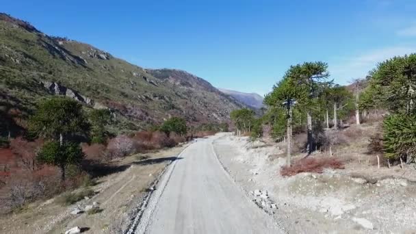 Sonbaharda Dağları Aşmak Vadi Boyunca Toprak Yol Manzarası Tepeler Araucaria — Stok video