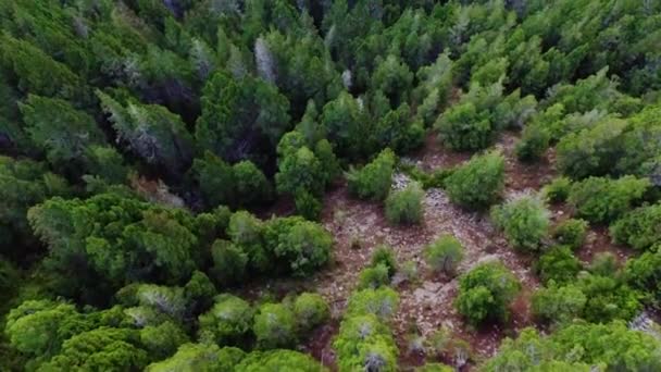 Vue Aérienne Forêt Pins Montagne Belle Couleur Verte Texture Feuillage — Video