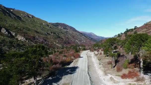 Sonbaharda Dağları Aşmak Vadi Boyunca Toprak Yol Manzarası Tepeler Araucaria — Stok video