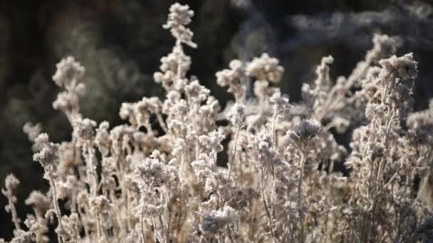 Närbild Växter Täckta Med Snö Och Frost Tidig Morgon — Stockvideo