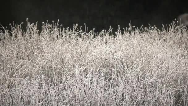 Close Zicht Planten Bedekt Met Sneeuw Vorst Een Vroege Ochtend — Stockvideo