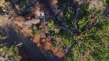 Patagonya 'daki Araucaria araucana ormanının yukarıdan görünüşü, aynı zamanda Maymun bulmaca ağacı ya da yerel halk tarafından Pehuen olarak da bilinir. Güzel yeşillik, doku, desen ve yeşil renk..