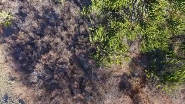 Patagonya 'daki Araucaria araucana ormanının yukarıdan görünüşü, aynı zamanda Maymun bulmaca ağacı ya da yerel halk tarafından Pehuen olarak da bilinir. Güzel yeşillik, doku, desen ve yeşil renk..