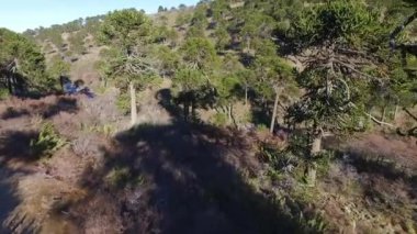 Patagonya 'daki Araucaria araucana ormanının havadan görünüşü. Devasa ağaçların, tepelerin ve ormanlık alanda akan nehrin manzarası..