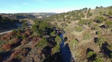 Patagonya 'daki Araucaria araucana çam ağaçları ormanının havadan görünüşü. Toprak yolun yanında tepeler ve ormanlık alanda akan bir nehrin görüntüsü..