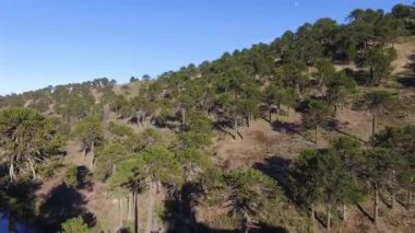 Araucaria araucana 'nın Aeriel manzarası, yerel halk tarafından Maymun bulmaca ağacı ya da Pehun olarak da bilinir, Patagonya dağlarındaki orman. Bitkilerde güzel sonbahar renkleri.