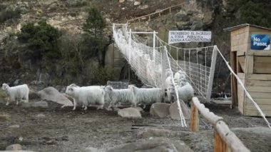 Çiftlik hayvanları endüstrisi. Dağlarda çobanlık. Dağlardaki kırsal sığır köprüsünden geçen beyaz keçi sürüsünün görüntüsü.
