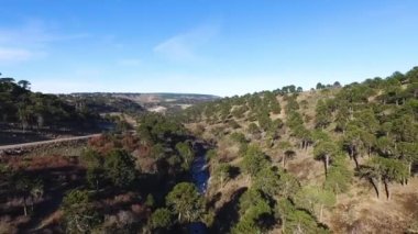 Patagonya 'daki Araucaria araucana çam ağaçları ormanının havadan görünüşü. Toprak yolun yanında tepeler ve ormanlık alanda akan bir nehrin görüntüsü..