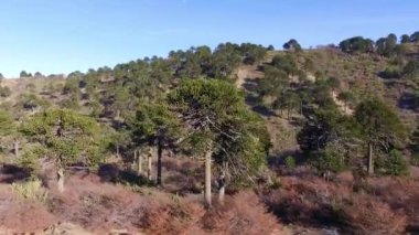 Ariel 'in Araucaria araucana manzarası, yerel halk tarafından Maymun bulmaca ağacı ya da Pehuen olarak da bilinir, Patagonya dağlarındaki orman. Bitkilerde güzel sonbahar renkleri.