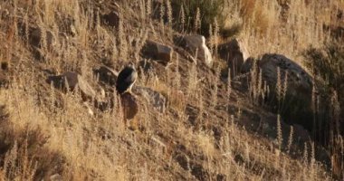 Kara Göğüslü Şahin Kartal olarak da bilinen Geranoaetus melanoleucus manzarası veya yerliler tarafından Aguila Mora, dağ kayalarında dinleniyor..