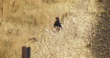 Patagonya yaban hayatı. Geranoaetus melanoleucus 'un manzarası, diğer adıyla Kara Göğüslü Şahin Kartal veya yerliler tarafından Aguila Mora, Neuqun, Patagonya' daki altın çayırda..