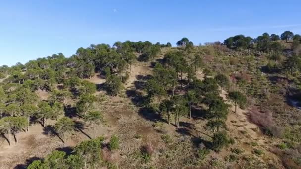 Widok Lotu Ptaka Las Araucaria Araucana Patagonii Widok Olbrzymie Drzewa — Wideo stockowe