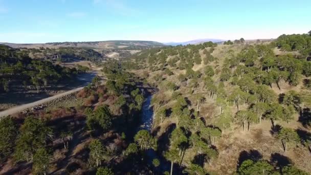 Patagonya Daki Araucaria Araucana Ormanının Havadan Görünüşü Dev Ağaçların Tepelerin — Stok video
