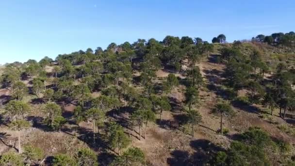 Patagonya Daki Araucaria Araucana Ormanının Havadan Görünüşü Devasa Ağaçların Tepelerin — Stok video
