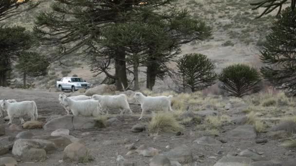 Traditie Zicht Een Kudde Geiten Die Door Woestijn Wandelen Patagonië — Stockvideo