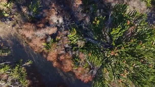 Patagonya Daki Araucaria Araucana Ormanının Yukarıdan Görünüşü Aynı Zamanda Maymun — Stok video