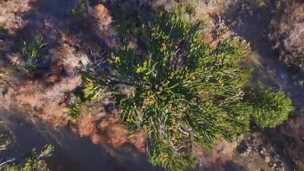 パタゴニアの森の中で 地元の人々によって猿のパズルツリーやPehuenとして知られているアラウカリアラウカナの上空からの眺め — ストック動画
