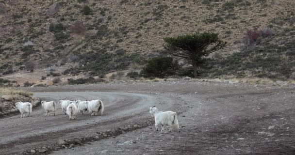 Rebanho Cabras Atravessando Estrada Terra Nas Montanhas — Vídeo de Stock