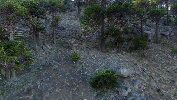 Patagonya Daki Araucaria Araucana Ormanının Havadan Görünüşü Günbatımı Mercekli Çam — Stok video