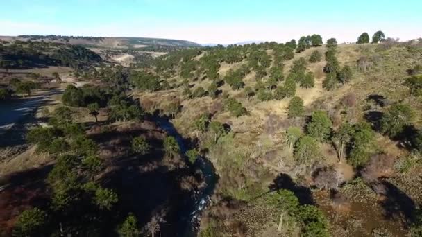 파타고니아에 카리아 소나무 공중에서 내려다본 언덕을 가로질러 흐르는 흙길외에 — 비디오