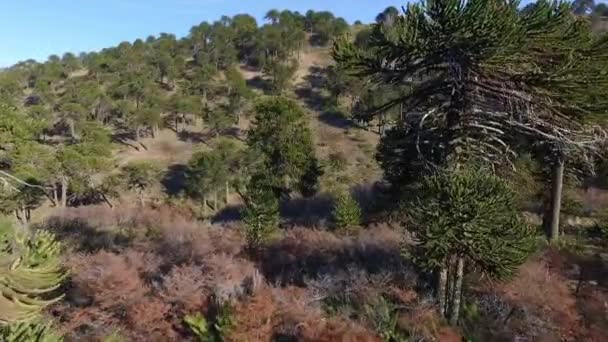 Ariel Araucaria Araucana Manzarası Yerel Halk Tarafından Maymun Bulmaca Ağacı — Stok video