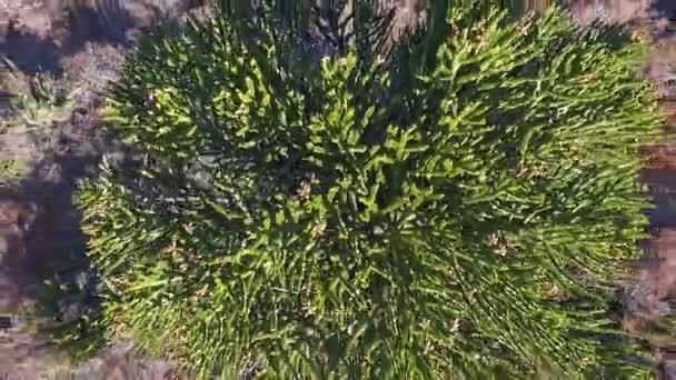 위에서 아라우 Araucaria Araucana Pehuen 이라고 도알려진 파타고니아 속에서 — 비디오