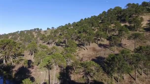 Araucaria Araucana Nın Aeriel Manzarası Yerel Halk Tarafından Maymun Bulmaca — Stok video
