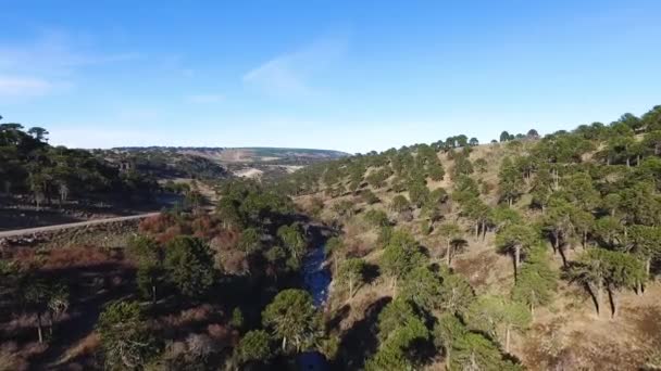 파타고니아에 카리아 소나무 공중에서 내려다본 언덕을 가로질러 흐르는 흙길외에 — 비디오