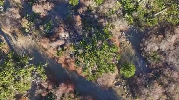Nad Hlavou Letecký Pohled Araucaria Araucana Také Známý Jako Opičí — Stock video