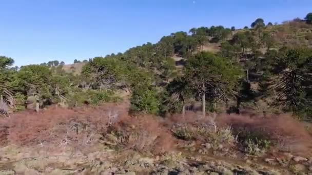 Ariel Araucaria Araucana Manzarası Yerel Halk Tarafından Maymun Bulmaca Ağacı — Stok video
