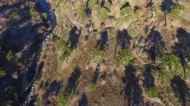 Araucaria Araucana Ormanı Boyunca Akan Nehrin Yukarıdan Görünüşü — Stok video