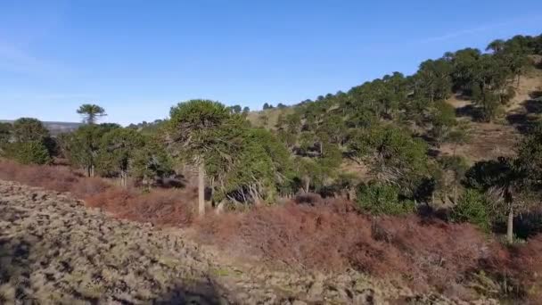 Patagonya Daki Araucaria Araucana Ormanının Havadan Görünüşü Devasa Ağaçların Tepelerin — Stok video