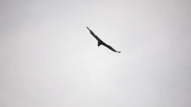 Patagonya faunası. Kuşlar. And Akbabaları Vultur Gryphus 'un gökyüzünde uçan yakın görüntüsü.