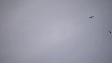 Patagonya faunası. Kuşlar. And Akbabaları Vultur Gryphus 'un gökyüzünde uçan yakın görüntüsü.