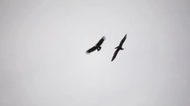 Patagonya faunası. Kuşlar. And Akbabaları Vultur Gryphus 'un gökyüzünde uçan yakın görüntüsü.