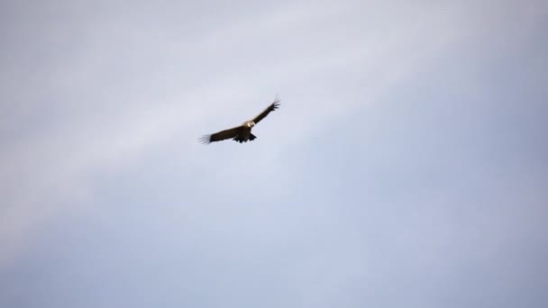 Fauna Patagonia Pájaros Vista Cerca Los Cóndores Andinos Vultur Gryphus — Vídeo de stock
